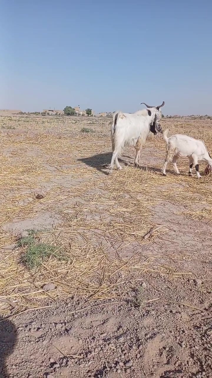 صخل حلو بكري خط اول واتساب ***********

