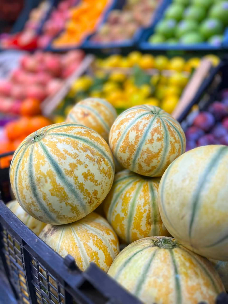 بطيخ شمام عسل 
بقالــــــيتنا ترحب بكم 
مجاور مكتبه كريم ناصر الحجيمي 📍
يوجد خدمه توصيل 🚚 
حياكم الله


**إذا كنت صاحب هذا الإعلان وتريد حذفه لأي سبب، رجاءا أرسل رسالة إلى الدعم الفني**
