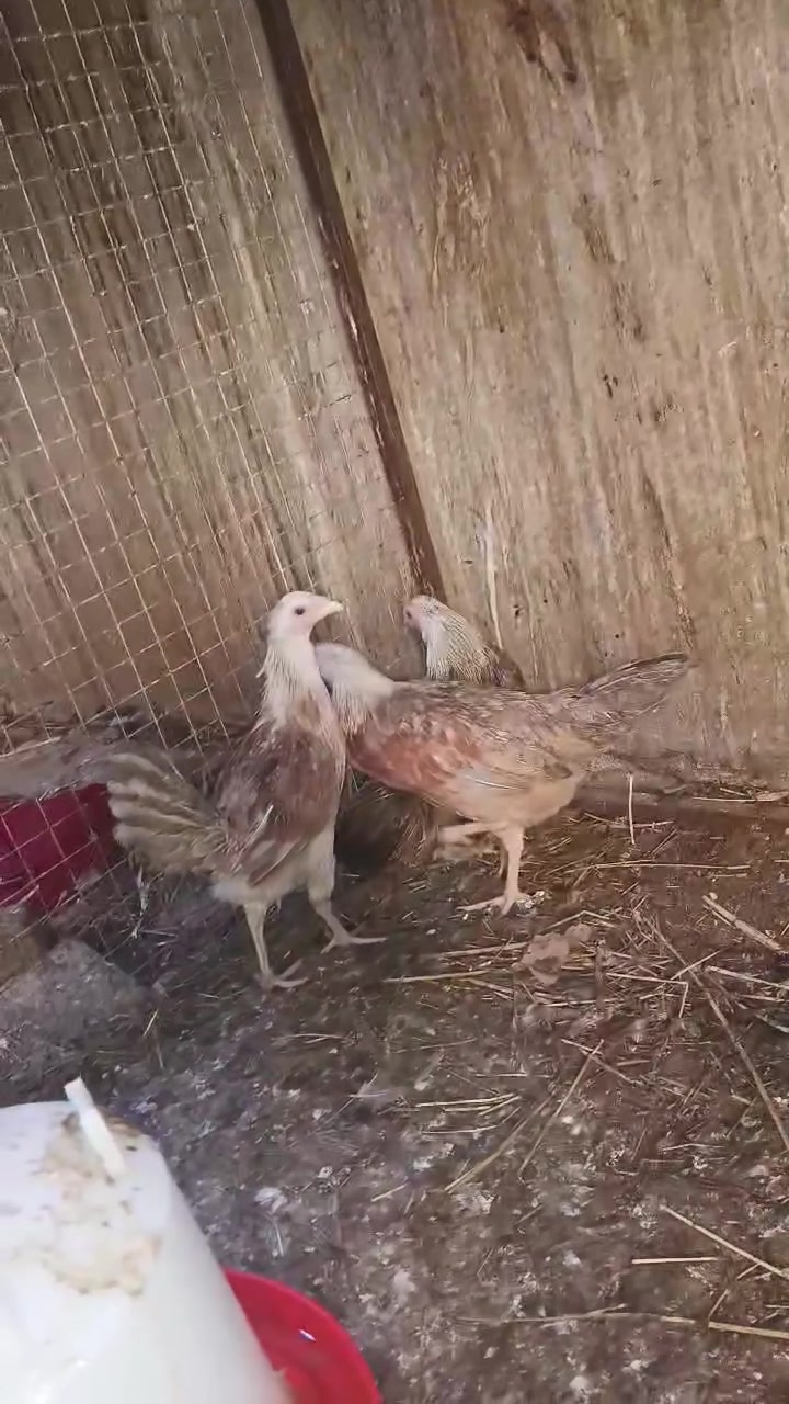 متاح ٣ اناث شوكيات وحده بياضه و ٢ ع وجه بياض وياهن هرفيه دندراويه مع ديج شوكي كله واضح بالفيديو سعرهم شلع ١٢٥ الف قفل رجائا


**إذا كنت صاحب هذا الإعلان وتريد حذفه لأي سبب، رجاءا أرسل رسالة إلى الدعم الفني**