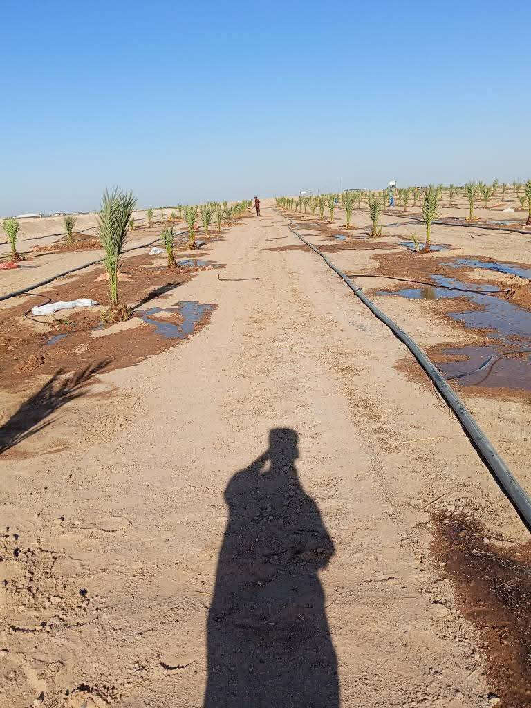 بسم الله الرحمان الرحيم//***********)//السلام عليكم يوجد لدينا افضل أنواع النخيل امهات حمال بطينته إحجام كبيره وصغيره من متر ونص الى سته امتار ومستعدين لتجهيز دوائر الدوله الحكوميه ويوجد توصيل جميع محافضات العراق وتوجد ايضآ من أجود وافضل الفسائل
