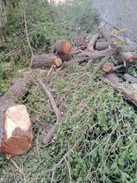 قطع الا شجار 07817517358