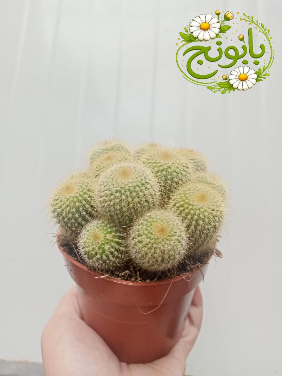 وصول وجبة جديدة من الصباريات الهولندية 🌵
بابونج ستور يوجد لدينا خدمة توصيل لكافة احياء مدينة الموصل والمحافظات 
***********
