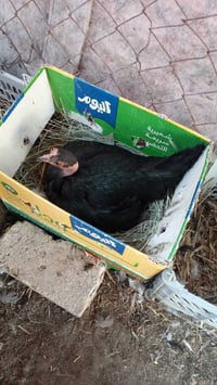 دجاجتين كاركات • جواهن بيض • بصره المدينه اهوير