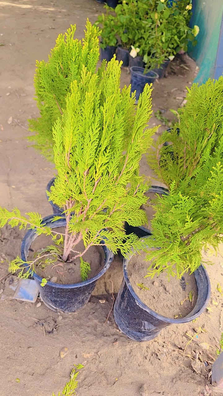 يا الله  اللهم صل على محمد وآل محمد
موسم خير انشاء الله يتوفر جميع انواع الورد الجوري

 العراقي السلطاني المحمدي الهولندي #ويوجد جميع انواع

 الحمضيات والنفضيات بأسعار مناسبه جداا

يوجود ثيل هندي درجه اولئ 

يوجود جميع انواع التين 

زورونا لتجدون الأفضل 🌷🌷


**إذا كنت صاحب هذا الإعلان وتريد حذفه لأي سبب، رجاءا أرسل رسالة إلى الدعم الفني**