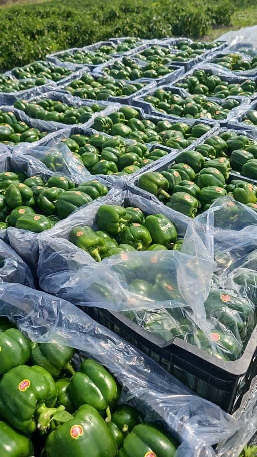 السلام عليكم
الى بكاكيل محافظة واسط الكوت بشرى سارى 
توفر زرع درجة اولر مشروط الحمار والحلا  زرع بس ايراني 
( سويت مجموعه بيها بكاكيل وتجار ومزارعين محافظة واسط https://chat.whatsapp.com/GzQWRc1RsLo5Vs3vK09P4x?mode=hq2tcla)


**إذا كنت صاحب هذا الإعلان وتريد حذفه لأي سبب، رجاءا أرسل رسالة إلى الدعم الفني**