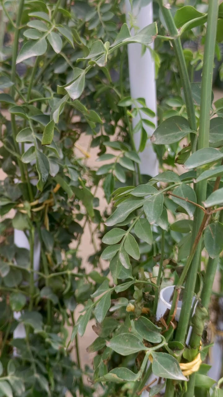 السلام عليكم
اليوم توفر ياسمين عراقي العطري (الوان ابيض +وصفر) 
نبات ياسمين متسلق سريع سعر (5000)


**إذا كنت صاحب هذا الإعلان وتريد حذفه لأي سبب، رجاءا أرسل رسالة إلى الدعم الفني**