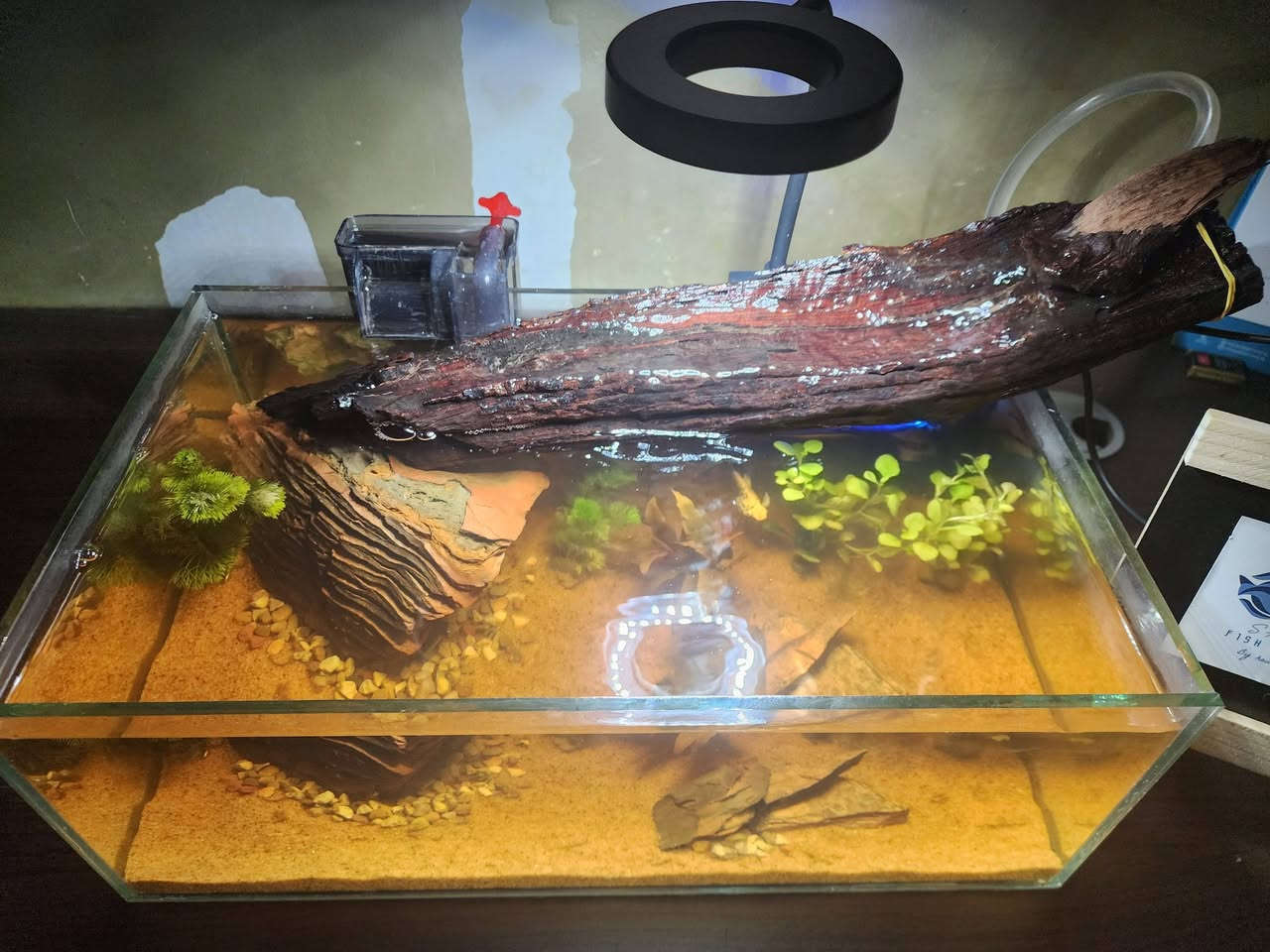 حوض شالو قياس 40×23×15 🌿🤍
مع نهر جاري🌊 وتصميم طبيعي 
يحتوي على :
فلتر شلال 
انارة LED
حجر بركاني
جذع خشب متحجر 
ثلاث انواع نباتات سهل العنايه 
رمل لون صحراوي 
نهر جاري 
بسعر ٧٠ الف دينار ✅️
يتوفر تصميم حسب الطلب 
يوجد توصيل لجميع  المحافظات🚛


**إذا كنت صاحب هذا الإعلان وتريد حذفه لأي سبب، رجاءا أرسل رسالة إلى الدعم الفني**