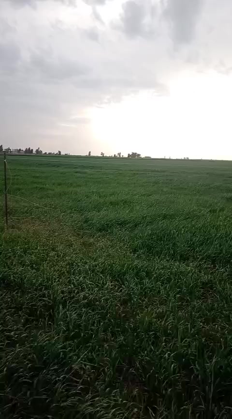 أرض زراعي طابو للبيع موقع مميز قرب من مفرق شاه سيوان ابعد من شارع رئيسي كركوك -بغداد مسافة 500 متر
مساحةالكاع 5دوانم 
الواجه 40 متر و الطول 312 متر 
وصاير عالشارع الرئيسي مال شاه سيوان كدام مشروع الصغير ***********
