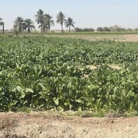 قطع أراضي • طريق حلة نجف • مناسبة للسكن