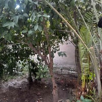 ياالله السلام عليكم يعلن مكتب الخبير للعقارات  وجود دار زراعي للبيع مس...