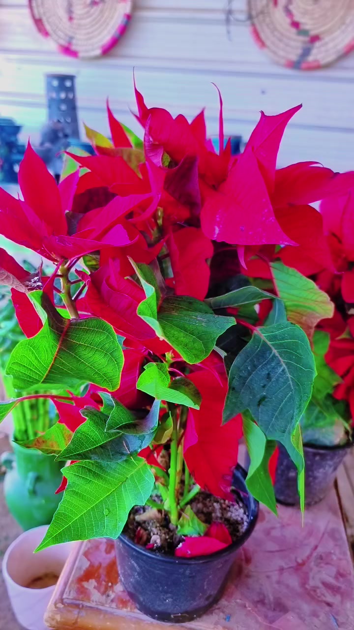 بنت القنصل عرض بمناسبه شهر رمضان ب٦ الاف


**إذا كنت صاحب هذا الإعلان وتريد حذفه لأي سبب، رجاءا أرسل رسالة إلى الدعم الفني**