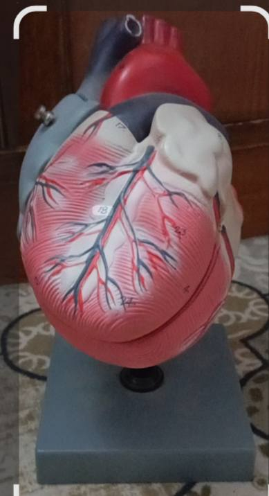 قلب للبيع
متوفر توووصيل


**إذا كنت صاحب هذا الإعلان وتريد حذفه لأي سبب، رجاءا أرسل رسالة إلى الدعم الفني**