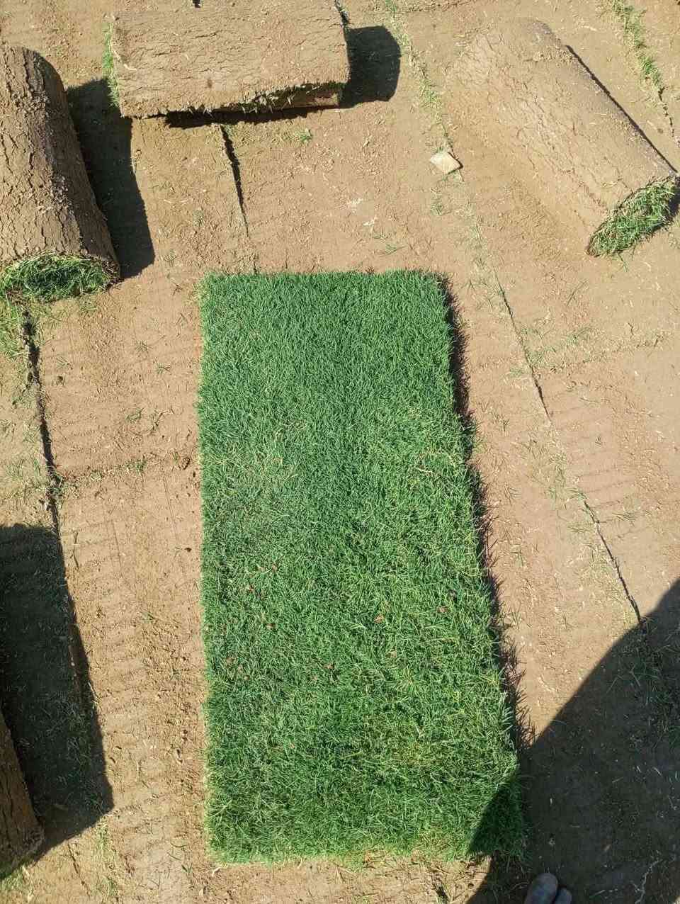 الثيل الهندي درجه الأولى
للحجز الاتصال او المراسلة على الواتساب على الارقام : 

*********** اتصال 

محافظات العراق توصيل
