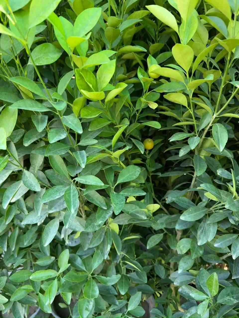 برتقال صيني+ لالنكي 🍊
🪷🍁توفر بسعر. 10 الاف دينار 

الارتفاع مترين واكثر. 

شعارنا الاخلاص في العمل. 

الجمال والذوق والمصداقية مع الزبائن هدفنا 💐

لسنا الوحيدون، ولكننا الافضل

مكاني كنعان الشارع العام  مجاور محطة ازاد  

***********
