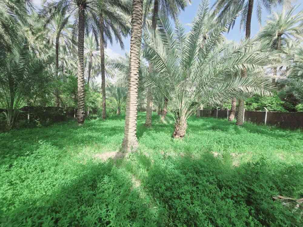 اللهم صل على محمد وأل محمد ليوم
جبنالكم عرض مميز  وبسعر مناسب جدا واحلئ

 مايكون بهذا العرض هوه المنطقة والجيران الطيبة والهدوء 

 للبيع    دونم اله 250 مترالمساحة بالأمتار 2250 متر محدد ومسيج بالكامل 

   تتوفر كافة الخدمات 

  كهرباء ضغط عالي مي اساله 

   مي سقي سيح البستان مخدومة

 بالكامل العنوان كربلاء شارع الحسينية سايد المواكب

 قرب جسر 🌉 الإبراهيمية الها مدخلين مدخل الأول من

 شارع الحسينية ومدخل الثاني من شارع الابراهيمية تبعد

 عن شارع الحسينية 1000  متر وعن جسر الإبراهيمية كيلو ونص 

 وعن مركز المدينة 15 كيلو منطقة سكنية عرض الشارع

 النازل عل بستان 6 متر واكو مكانات 7 و 8 م علمأ نوع السند

 طابو زراعي سند 25 تحويل سهم مباشر بأسم المشتري

 أصل السند  6   دونم فقط انزل اسمك سهم بالسند بمساحة

2250 متر 

#السعر   180    مليون  مع المجال

 للجاد بالشراء 

للإستفسار أكثر #اتصلوا بالأرقام التالية 

(  ‏‪***********‬‏  )(  ***********  ) 

ابو فاطمة عنوان المكتب شارع الحسينية قرب جسر 🌉 الإبراهيمية مقابل شارع عون مكتب النافعي للعقارات كربلاء    النافعي للعقار       #اشاره #الاصدقاء #متابعين #اكسبلور #الجميع #متابعين #اكسبلور #الجميع #متابعين #اكسبلور @إشارة @الجميع  @إشارة #عقارات بساتين وقطع اراضي كربلاء بساتين كربلاء بساتين كربلاء بساتين واراضي كربلاء
