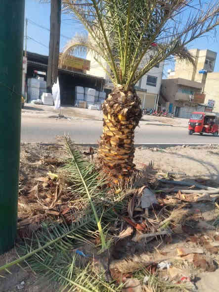 السلام عليكم مستعدون التكريب النخيل وقص التمر وقطع الشجار والنخيل التوصل واتساب او تصال***********
