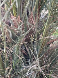 حوض كامل • شيلة • فرع الوركاء