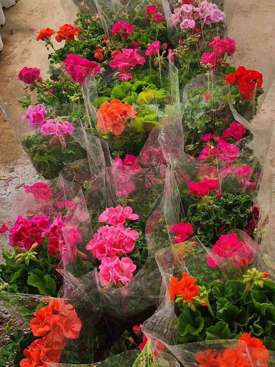 سلاوتان لێ بیت 
ئیستا ام گوله جوانانه به رده سته 
له مشتل محمدکلار  به شه وو روژ کراوه یه

گولی بنت قونسل 
گولی سادونیا 
گوله خوین 
گولی دالیا 
گولی تاج 
گولی به هاره 
گولی پاتونیا 
گولی سارا 
گولباخ 
وه چندین گولی جوان به رده سته 
بو ام،جه ژنه ماله کانتانی پی برازینه وه 
🌹🌸💐🌻🌼🥀🌸💐🪴🌻🍃🍃🌿🌲

بوزانینی نرخ کومینت بکه ن🌹🌹🌷💐🌻🪴


**إذا كنت صاحب هذا الإعلان وتريد حذفه لأي سبب، رجاءا أرسل رسالة إلى الدعم الفني**