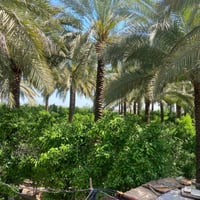 ٣٣٠ دونم • سند الكاع • معمل سمنت كوفه