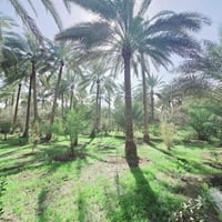 كربلاء شارع الحسينية • ٢٥٠٠م • طابو زراعي