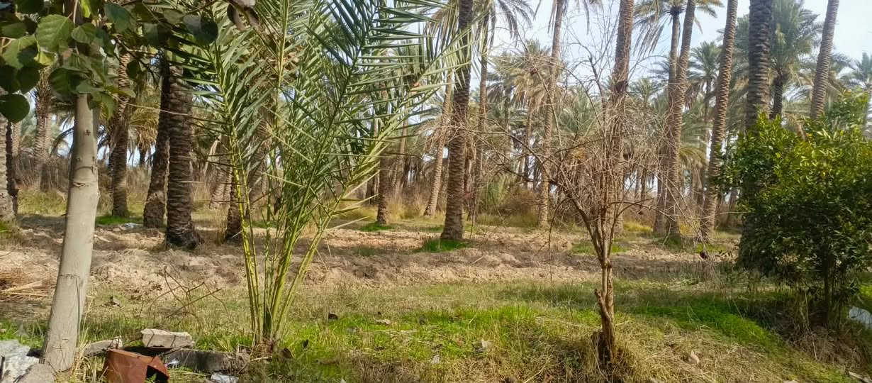 بستان للبيع طابو زراعي 10دوانم يحتوي على 270نخلة وحمضيات بأنواعها الموقع ديالى ارگبة


**إذا كنت صاحب هذا الإعلان وتريد حذفه لأي سبب، رجاءا أرسل رسالة إلى الدعم الفني**