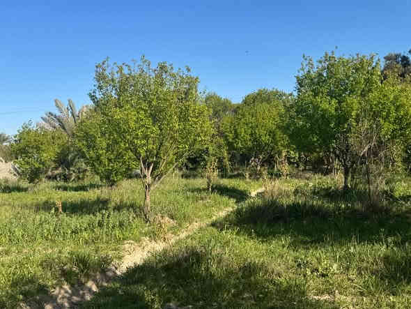 بستان ملك صرف زراعي المساحة دونم ونص الواجهة ٥٠ والنزال ٧٥ مسيجة بي ار سي وقرميد 

مي اسالة - مي سقي - بير ارتوازي - كهرباء وطنية- كهرباء مولدة - دار استراحة مساحة ١١٠ متر 

يحتوي اشجار (عرموط- مشمش- زيتون - حمضيات -نخل)

المكان بغداد_ الراشدية- منطقة الساده البو حياة-بلوك المهندسين 

***********
