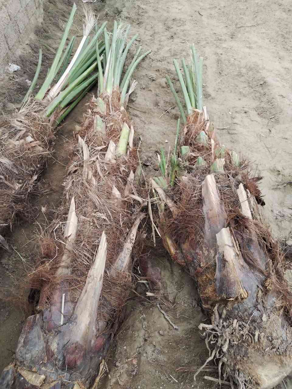 متوفر فسائل بريم احجام عملاقةسعر الفسيل 50الف
المكان ميسان العمارة


**إذا كنت صاحب هذا الإعلان وتريد حذفه لأي سبب، رجاءا أرسل رسالة إلى الدعم الفني**