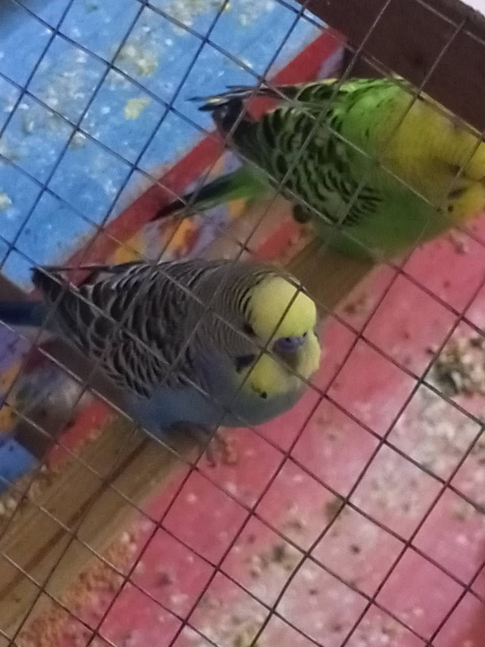 السلام عليكم
للبيع 4 طيور من نوع بادجي (Budgerigar) بصحة ممتازة ونشيطة 🌿
ألوان جميلة ومرباية داخل قفص نظيف وتاكل طبيعي.
مناسبة للتربية والإنتاج.
العدد: 4
الموقع: بغداد حي الجهاد 
السعر 65


**إذا كنت صاحب هذا الإعلان وتريد حذفه لأي سبب، رجاءا أرسل رسالة إلى الدعم الفني**