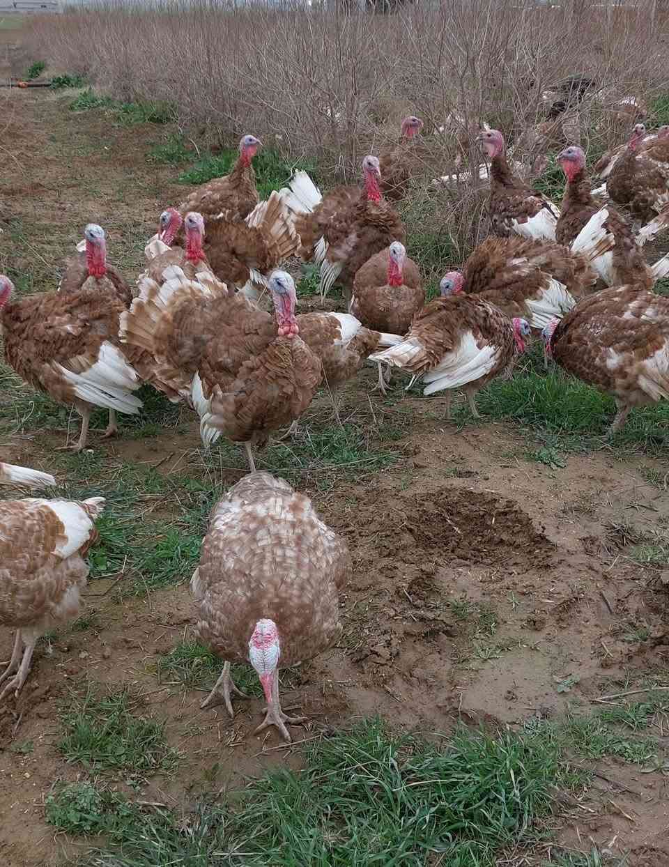 متوفر فحول فسيفس للبيع ، تربية طبيعية في المزرعة ،
سعر الكيلو ( ٩ الف ) في الموصل 
من يرغب بالشراء الاتصال  :
***********
***********
