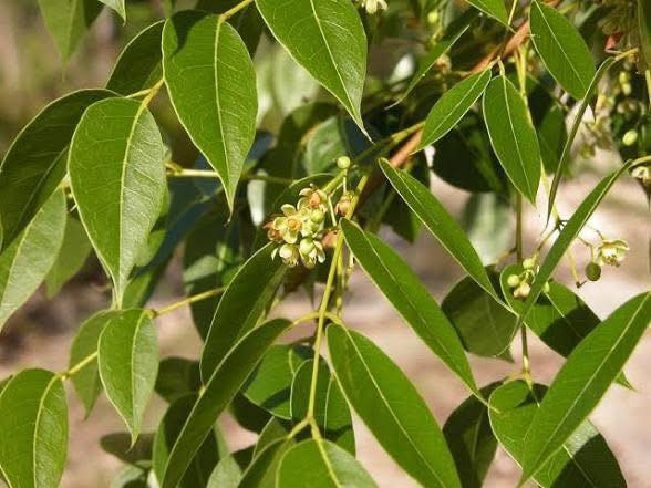مشتل بيروميا 🌿
توفرت شتلات شجرة الماهوكني الأفريقي

S. wietenia mahogani ✨🌳

💰 السعر: 10 آلاف

📏 الارتفاع: من 60 إلى 70 سم تقريباً

🚚 التوصيل: متوفر إلى جميع المحافظات

🌿 المواصفات:

▪️ من الأشجار الفخمة والنادرة جداً

▪️ أول مرة تتوفر بهذا الحجم والجودة

▪️ تمتاز بسرعة نموها وجمال أوراقها اللامعة

▪️ تعتبر من أفضل أشجار الظل والزينة الراقية

▪️ خشبها معروف عالمياً بالقوة والفخامة

☀️ التحمل:

▪️ تتحمل الأجواء الحارة والشمس

▪️ مناسبة للحدائق والمزارع والبيوت الواسعة

💚 الفوائد:

▪️ تعطي منظر ملكي وفخم للمكان

▪️ تكبر لتصبح شجرة عملاقة وجذابة

▪️ تضيف ظل ممتاز ولمسة استوائية مميزة

▪️ من الأشجار المطلوبة والنادرة عند محبين النباتات النادرة 🌴✨

📞 للحجز والاستفسار: ***********

مشتل نباتات نادرة 🌱

نوفر لكم النباتات والأشجار المميزة والنادرة دائماً ✨
