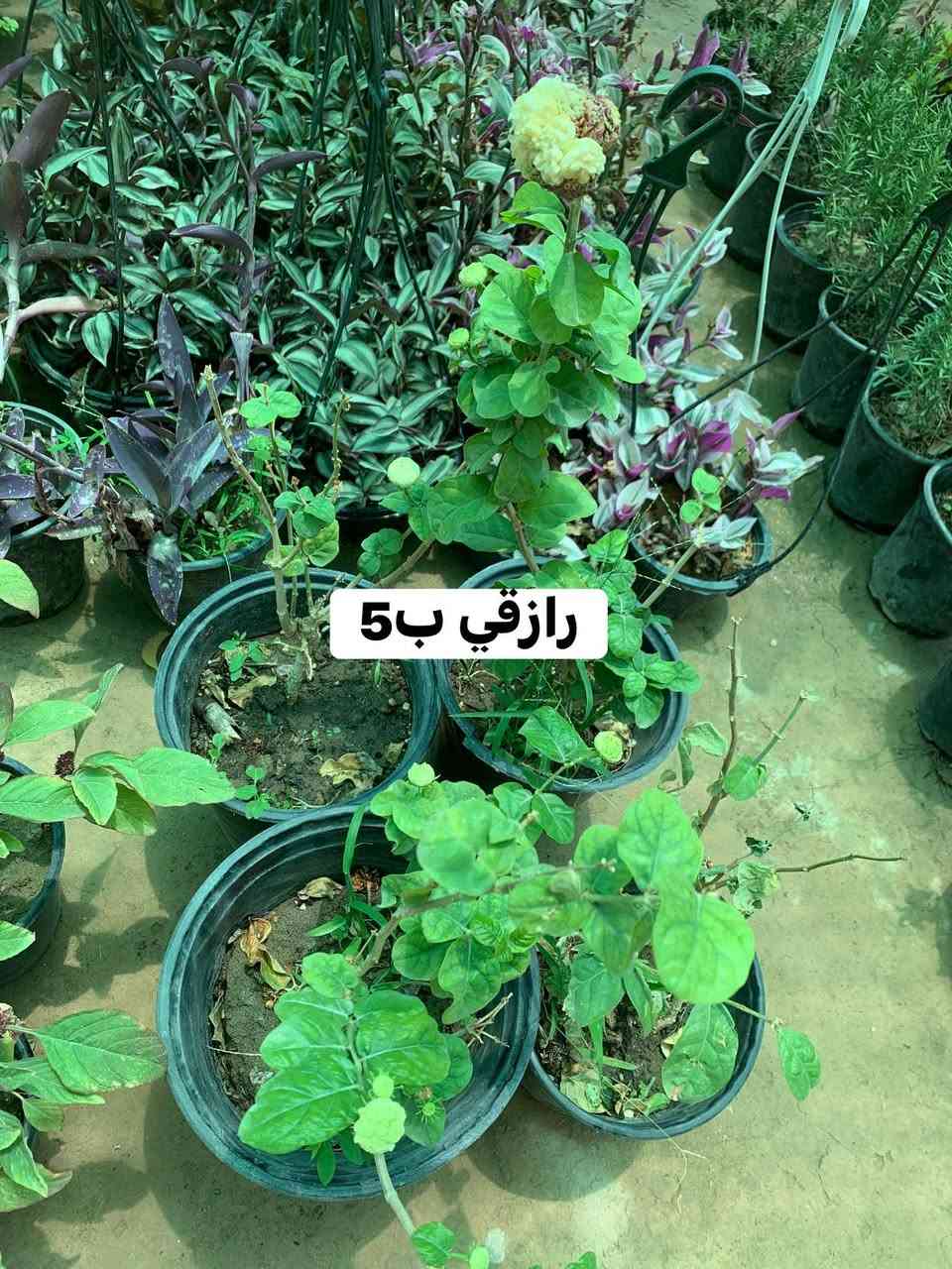 تفاصيل واللسعار داخل صور 🥰🌹


**إذا كنت صاحب هذا الإعلان وتريد حذفه لأي سبب، رجاءا أرسل رسالة إلى الدعم الفني**