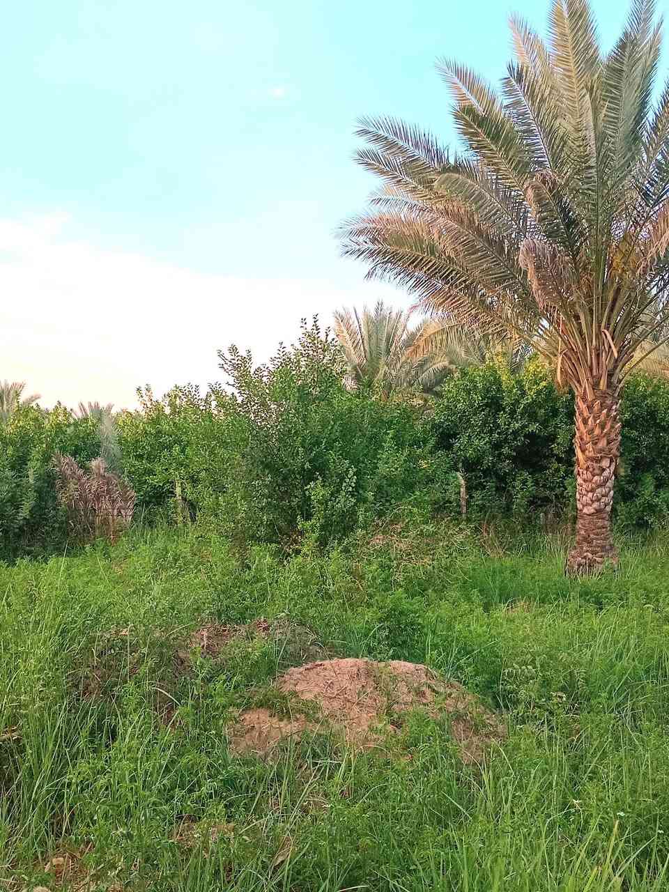 ٦٦٠ متر طابو سند ٢٥ وجه 30 نزال 22 كامل خدمات كهرباء ماء اساله تصلح استثمار أو للسكن دار للأستراحة العنوان بغداد الراشدية سعرها 37 مليون 
بيع سريع  لأجل ضروف سعرها كلش مناسب بأسمي شخصيا 
***********
