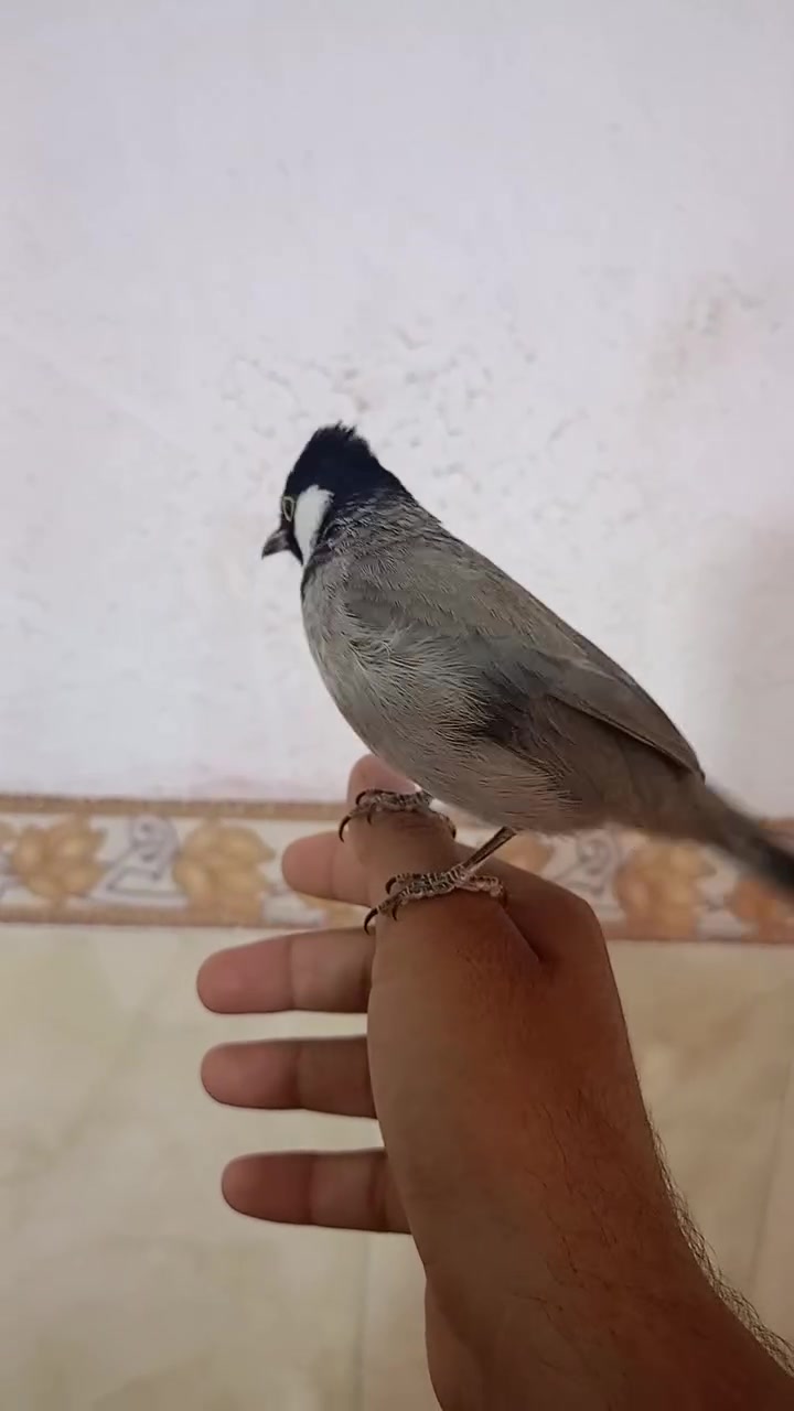 للبيع بلبل مكروض ربه في قضاء المدينه ***********
