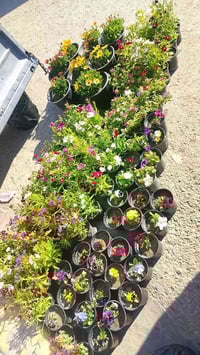 وردة • للكبار • مجمع العسافي