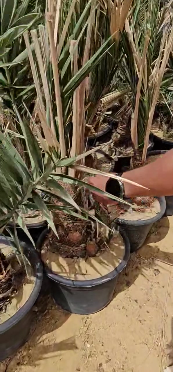 مجدول بنت جورة .. تأسيس وزراعة 
بداية مزرعة جديدة في الواحات البحرية 
اللهم بارك لأصحابها ووفقنا لكل خير 
مكتب #إي_جي_بلانت إدارة متكاملة لمزرعتك 
012 10022255


**إذا كنت صاحب هذا الإعلان وتريد حذفه لأي سبب، رجاءا أرسل رسالة إلى الدعم الفني**