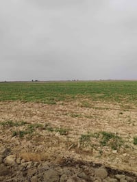 اخوان أرض زراعيه ٦٤دونم كهرباء مدرسه شارع تبليط يبعد عنه ٣٠٠متر الاتصا...