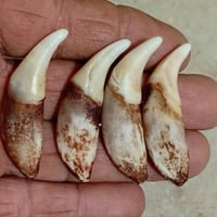 انياب الذيب • انياب ذيب • اصلي • بغداد • مستلزمات شخصية • ذيب • أنياب