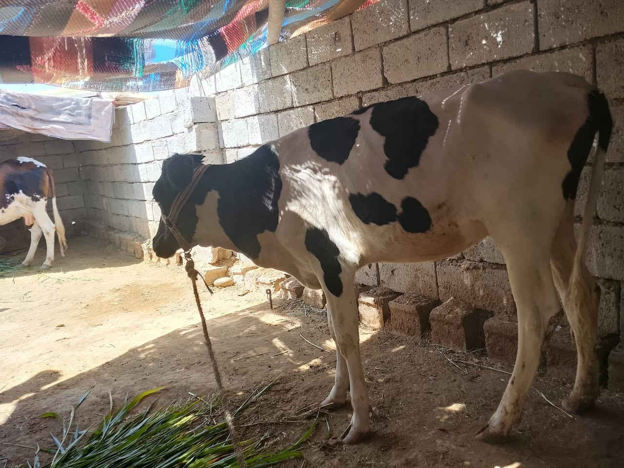 السلام عليكم بچر حلوه جنس هولندي اصلي السعرمليون 300وبها مجال قليل العنوان الشرقاط الساحل اليسر قريه گنيطره ***********
