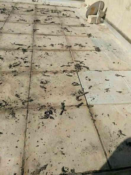 سلام عليكم احمي صطحك من مياه الامطار ورطوبه قبل الامطار القويه كادرنا تطبيك شتايكر تزفيت إعادة ماستك روف كات قلع الاشتايكر المتكسر او الفاطر او الخاسف واعاده باسعار مناسبه ***********
