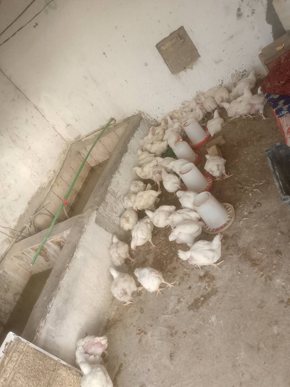 سلام عليكم اخوتنه اهل الورديه 
مستعدين تجهيز جميع المنسبات 
شوي سمك 2000دينار 
شوي 🐓دجاج 2000دينار 

موقعنه مقابل معمل ابو كيره 
هل المناسبات تخفيض بل سعر 
***********
