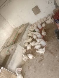 تجهيز مناسبات • شوي سمك • شوي دجاج
