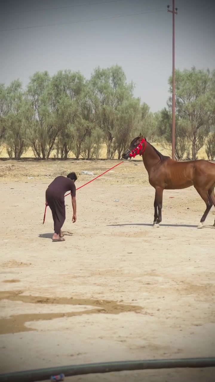 السلام عليكم مهره عربيه  فنصه وين جنايه الاصايل
مهره مال جنيه 

العمر 3 سنين ونص 

الارتفاع 153

خاليه من كل عيب واصابه 

مهره ماشاءالله لعب وركص 

المكان صلاح الدين بيجي

مشبيه من الحصان كنز للمالك ابو خديجه قبل شهر تاسع يوم ولادتها بس ابنها مات  

الهاتف *********** 

#ملاحضه خاص مااجاوب الشراي يتصل وحي الله الجميع
