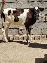 سمنتال • جنس أصلي • سنه١شهر