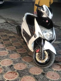 سكنس • منفوخ • جبلي