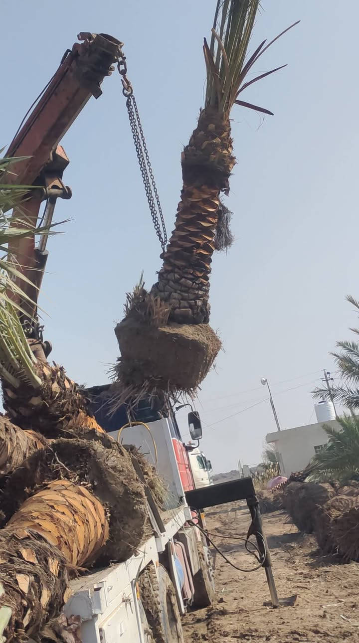 نخيل للبيع في جميع أنحاء العراق العظيم.

هاتف.
***********
***********
