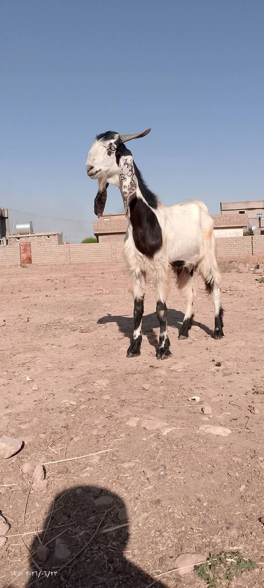 السلام عليكم جدي افغاني للبيع فحل شرط الفحوليه درجه اولئ السعر 350المكان الشرقاط قريه شكراً الشراي يتصل عل رقم 
‏‪***********‬‏
‏‪***********‬‏
