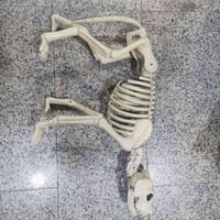 هيكل عظمي كلب • ٤٥×٢٨سم • رجل مكسورة