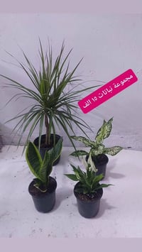 نباتات طبيعية • هولندية • توصيل لجميع المحافظات