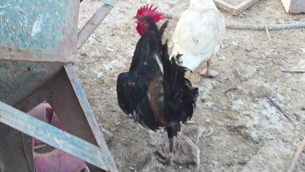 متاح ديكه عدد ٢ سعرهن ثنينهن ب ٢٥ 
مكاني ذي قار الرفاعي


**إذا كنت صاحب هذا الإعلان وتريد حذفه لأي سبب، رجاءا أرسل رسالة إلى الدعم الفني**