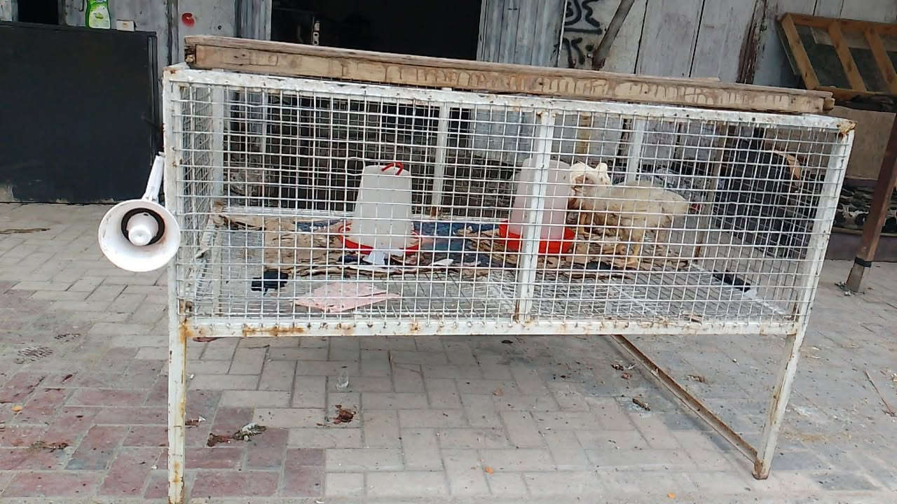 يا الله،،، محل دجاج كامل للبيع سبب البيع عدم التفرغ،، تريد بس الأغراض تريد هو واجاره لاجار شهريا ٢٠٠ الف
الأغراض كامله،،، من هلاسه تانكي مذبح قنينه طباخ ميزان اكتروني قفص حديد جلسه قنفات قطعتين،، ابيع كل الأغراض مفرد ما ابيع استفسار.
***********
العنوان،، سايدين حي العامل سوق لاخير بتقاطع مقابل جامع اهل البيت المحل بصف الركن
